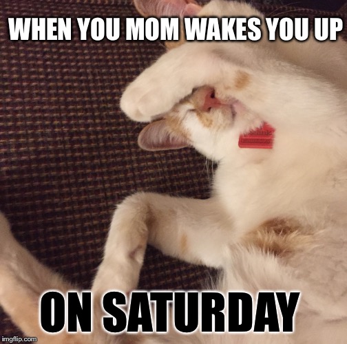 WHEN YOU MOM WAKES YOU UP; ON SATURDAY | image tagged in wake up cat | made w/ Imgflip meme maker