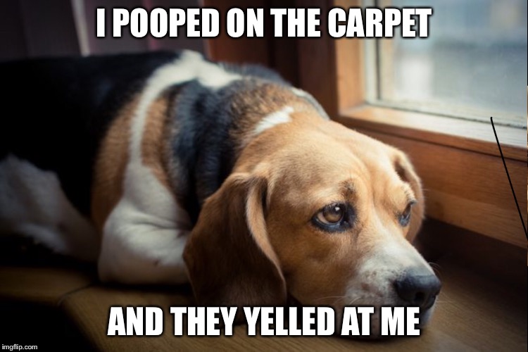 Sad dog | I POOPED ON THE CARPET; AND THEY YELLED AT ME | image tagged in sad dog | made w/ Imgflip meme maker