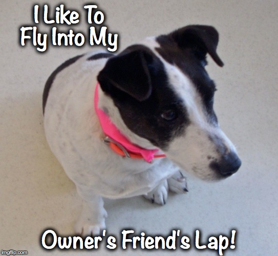 I Like To Fly Into My Owner's Friend's Lap! | made w/ Imgflip meme maker