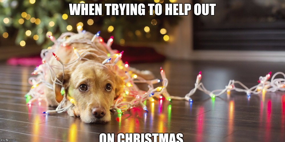 WHEN TRYING TO HELP OUT; ON CHRISTMAS | image tagged in cute dog | made w/ Imgflip meme maker