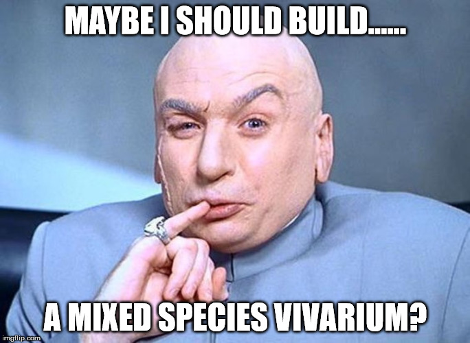 Dr Evil Austin Powers | MAYBE I SHOULD BUILD...... A MIXED SPECIES VIVARIUM? | image tagged in dr evil austin powers | made w/ Imgflip meme maker