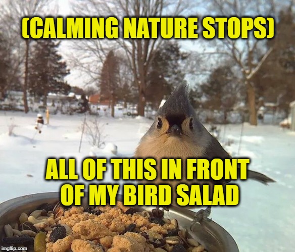Bird Salad | (CALMING NATURE STOPS); ALL OF THIS IN FRONT OF MY BIRD SALAD | image tagged in nature,bird,salad,bird salad | made w/ Imgflip meme maker