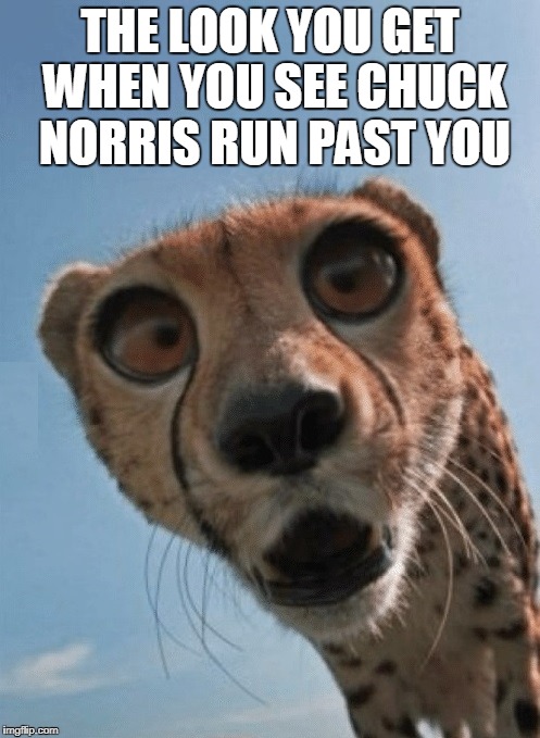 Chuck Norris Cheetah | THE LOOK YOU GET WHEN YOU SEE CHUCK NORRIS RUN PAST YOU | image tagged in chuck norris,memes,cheetah | made w/ Imgflip meme maker