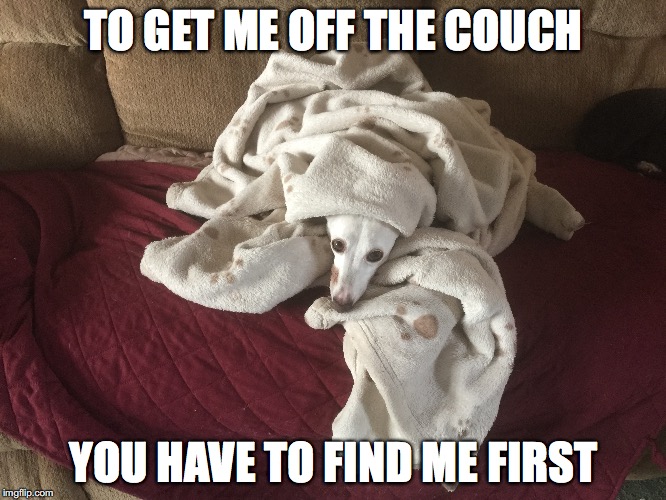 TO GET ME OFF THE COUCH; YOU HAVE TO FIND ME FIRST | image tagged in dogs pets funny | made w/ Imgflip meme maker