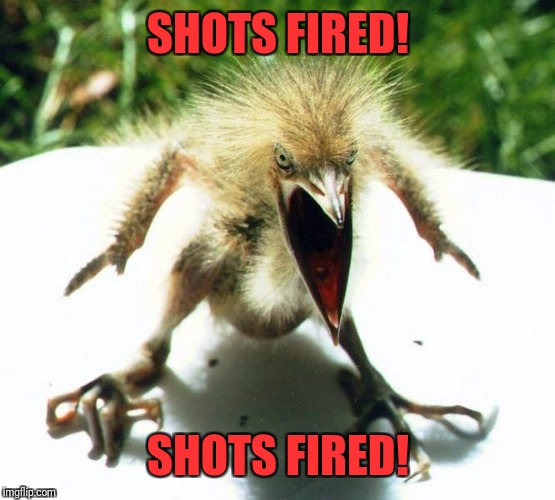 Unpleasant Bird | SHOTS FIRED! SHOTS FIRED! | image tagged in unpleasant bird | made w/ Imgflip meme maker