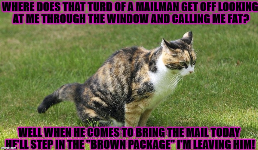 WHERE DOES THAT TURD OF A MAILMAN GET OFF LOOKING AT ME THROUGH THE WINDOW AND CALLING ME FAT? WELL WHEN HE COMES TO BRING THE MAIL TODAY HE'LL STEP IN THE "BROWN PACKAGE" I'M LEAVING HIM! | image tagged in revenge cat | made w/ Imgflip meme maker