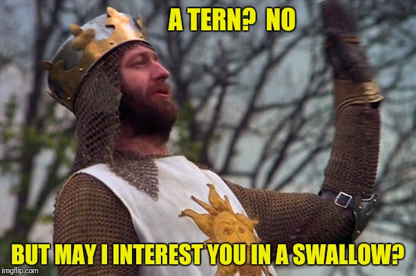 A TERN?  NO BUT MAY I INTEREST YOU IN A SWALLOW? | made w/ Imgflip meme maker