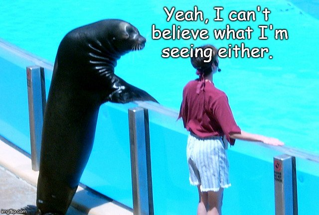 Seal gets the girl | Yeah, I can't believe what I'm seeing either. | image tagged in seal gets the girl | made w/ Imgflip meme maker