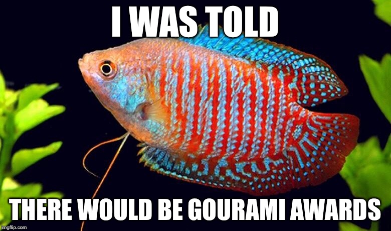 I WAS TOLD; THERE WOULD BE GOURAMI AWARDS | image tagged in memes,funny,grammys | made w/ Imgflip meme maker