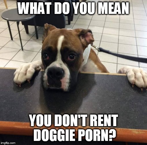 For my 2nd year anniversary I give you my first submitted meme!  (Thank you everyone for so much fun) | WHAT DO YOU MEAN; YOU DON'T RENT DOGGIE PORN? | image tagged in memes,first meme,two years ago today,anniversary,boxer dog,imgflip | made w/ Imgflip meme maker