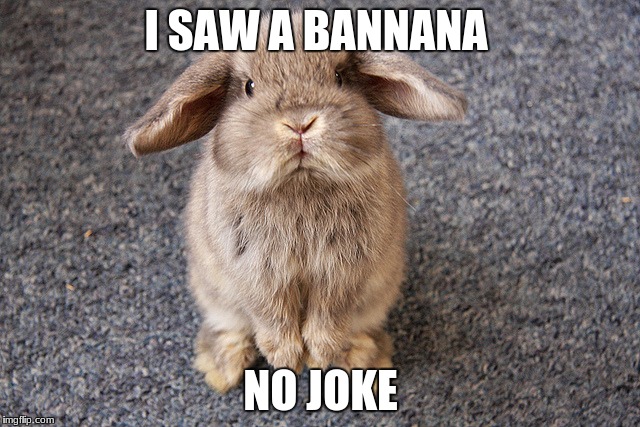 Bunny | I SAW A BANNANA; NO JOKE | image tagged in bunny | made w/ Imgflip meme maker