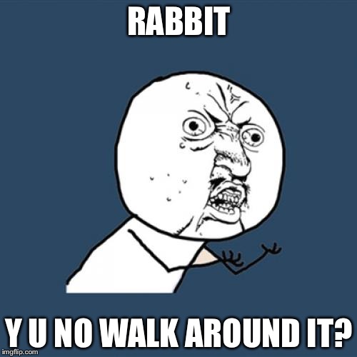 RABBIT Y U NO WALK AROUND IT? | image tagged in memes,y u no | made w/ Imgflip meme maker
