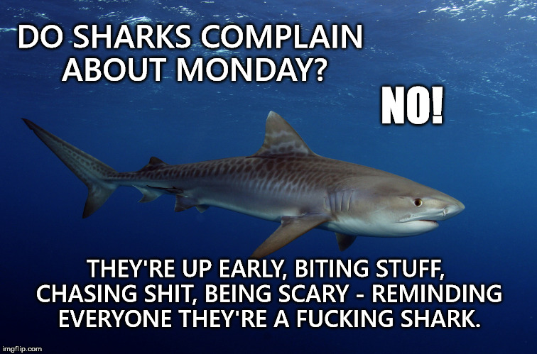 Sharks | DO SHARKS COMPLAIN ABOUT MONDAY? NO! THEY'RE UP EARLY, BITING STUFF, CHASING SHIT, BEING SCARY - REMINDING EVERYONE THEY'RE A FUCKING SHARK. | image tagged in monday,complain,shark,sharks,attack,biting | made w/ Imgflip meme maker