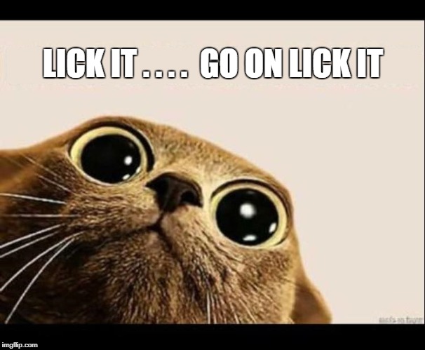 LICK IT . . . .  GO ON LICK IT | image tagged in dodo it cat | made w/ Imgflip meme maker