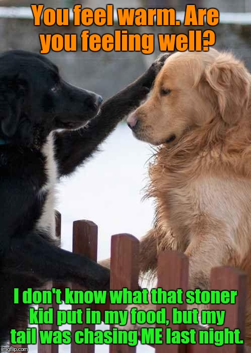 The Cat Couldn't Stop Laughing | You feel warm. Are you feeling well? I don't know what that stoner kid put in my food, but my tail was chasing ME last night. | image tagged in dogs,sick puppy,hangover,stoned | made w/ Imgflip meme maker