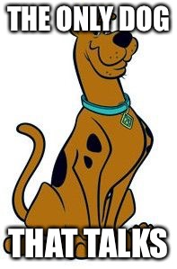 Scooby Doo 2 | THE ONLY DOG; THAT TALKS | image tagged in scooby doo 2 | made w/ Imgflip meme maker