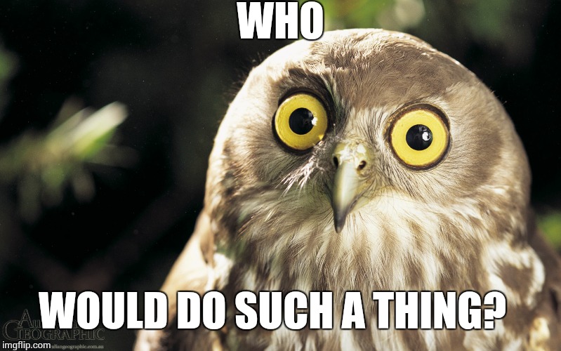 owl | WHO WOULD DO SUCH A THING? | image tagged in owl | made w/ Imgflip meme maker