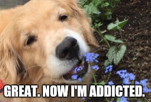 GREAT. NOW I'M ADDICTED. | made w/ Imgflip meme maker