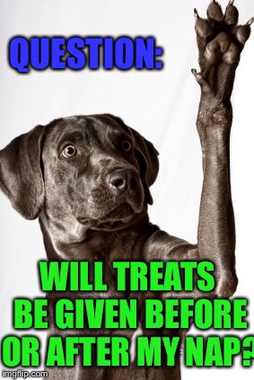 If dogs could talk | QUESTION:; WILL TREATS BE GIVEN BEFORE OR AFTER MY NAP? | image tagged in dog,question | made w/ Imgflip meme maker