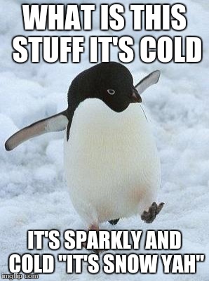 penguin | WHAT IS THIS STUFF IT'S COLD; IT'S SPARKLY AND COLD "IT'S SNOW YAH" | image tagged in penguin | made w/ Imgflip meme maker