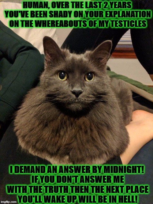 HUMAN, OVER THE LAST 2 YEARS YOU'VE BEEN SHADY ON YOUR EXPLANATION ON THE WHEREABOUTS OF MY TESTICLES; I DEMAND AN ANSWER BY MIDNIGHT! IF YOU DON'T ANSWER ME WITH THE TRUTH THEN THE NEXT PLACE YOU'LL WAKE UP WILL BE IN HELL! | image tagged in nut defender cat | made w/ Imgflip meme maker