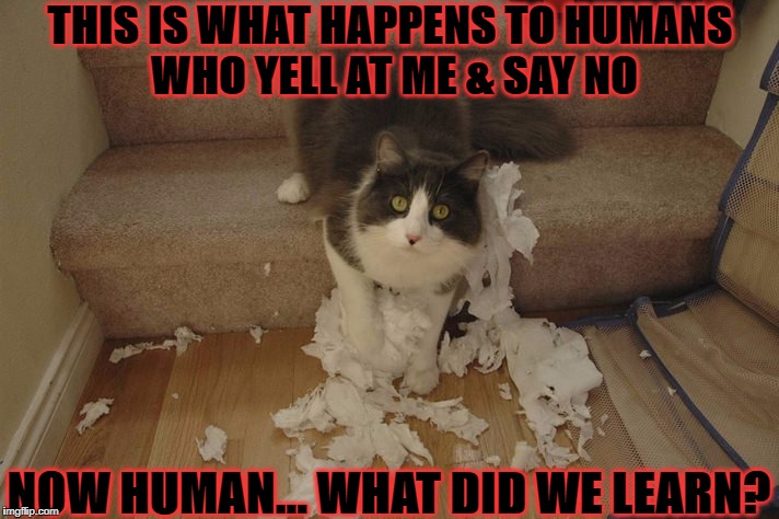 THIS IS WHAT HAPPENS TO HUMANS WHO YELL AT ME & SAY NO; NOW HUMAN... WHAT DID WE LEARN? | image tagged in disciplinarian cat | made w/ Imgflip meme maker