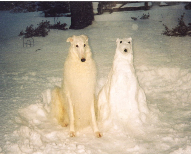 dog and snow dog Blank Meme Template