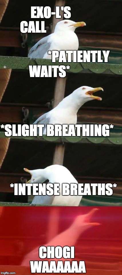 Breathing bird | EXO-L'S CALL                                                







*PATIENTLY WAITS*                                         
                 *SLIGHT BREATHING*                   
                

                        *INTENSE BREATHS*; CHOGI WAAAAAA | image tagged in breathing bird | made w/ Imgflip meme maker
