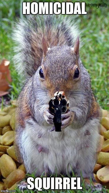 funny squirrels with guns (5) | HOMICIDAL; SQUIRREL | image tagged in funny squirrels with guns 5 | made w/ Imgflip meme maker