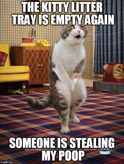 Gotta Go Cat Meme | THE KITTY LITTER TRAY IS EMPTY AGAIN; SOMEONE IS STEALING MY POOP | image tagged in memes,gotta go cat | made w/ Imgflip meme maker