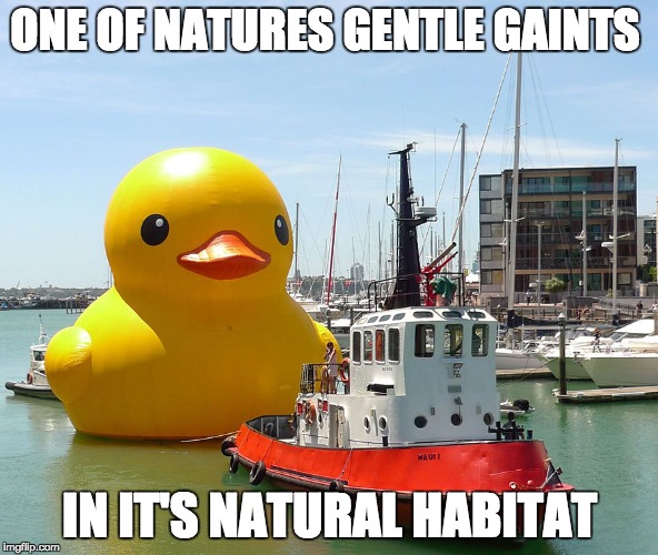 Giant Rubber Duck | ONE OF NATURES GENTLE GAINTS; IN IT'S NATURAL HABITAT | image tagged in giant rubber duck | made w/ Imgflip meme maker