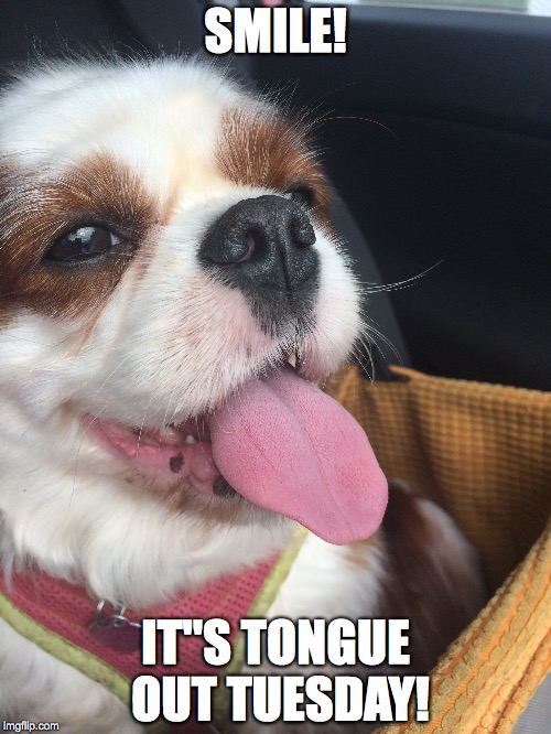 SMILE! IT"S TONGUE OUT TUESDAY! | image tagged in cavalierkingcharlesspaniel,tongueouttuesday,happiness,thelittlethings | made w/ Imgflip meme maker