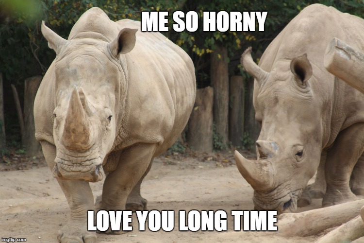 ME SO HORNY | ME SO HORNY; LOVE YOU LONG TIME | image tagged in animal | made w/ Imgflip meme maker