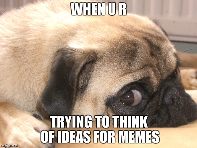 no title [cant think of one] | WHEN U R; TRYING TO THINK OF IDEAS FOR MEMES | image tagged in pugs | made w/ Imgflip meme maker