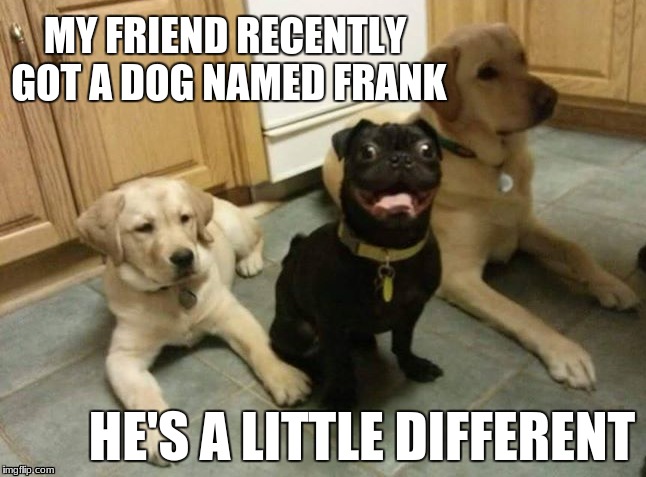 Frank | MY FRIEND RECENTLY GOT A DOG NAMED FRANK; HE'S A LITTLE DIFFERENT | image tagged in dogs,dog,ugly dog,dumb dog,derp doge | made w/ Imgflip meme maker