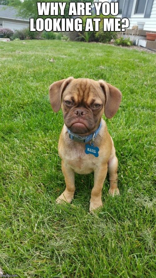 Earl The Grumpy Dog | WHY ARE YOU LOOKING AT ME? | image tagged in earl the grumpy dog | made w/ Imgflip meme maker