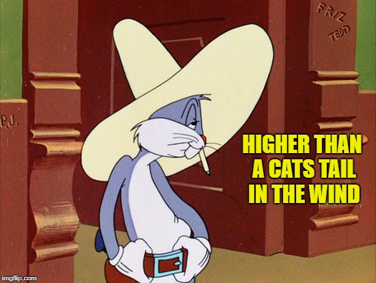 bugs | HIGHER THAN A CATS TAIL IN THE WIND | image tagged in bugs | made w/ Imgflip meme maker