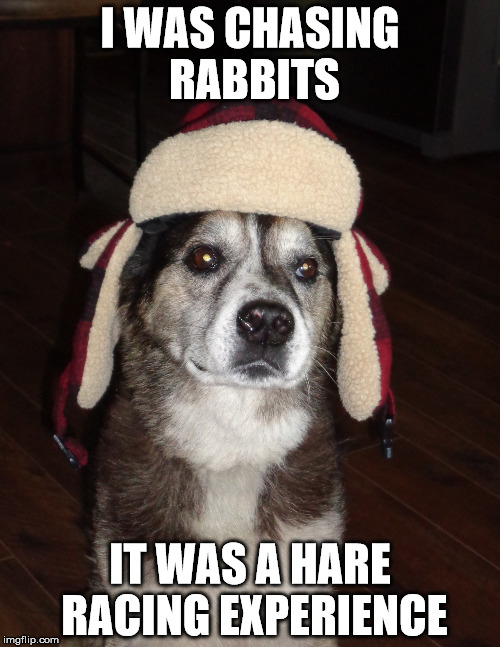 Chasing Rabbits | I WAS CHASING RABBITS; IT WAS A HARE RACING EXPERIENCE | image tagged in hunting dog,bad pun dog,bad pun | made w/ Imgflip meme maker