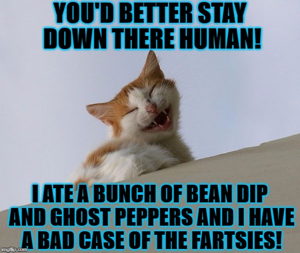 FARTSY CAT | YOU'D BETTER STAY DOWN THERE HUMAN! I ATE A BUNCH OF BEAN DIP AND GHOST PEPPERS AND I HAVE A BAD CASE OF THE FARTSIES! | image tagged in fartsy cat | made w/ Imgflip meme maker
