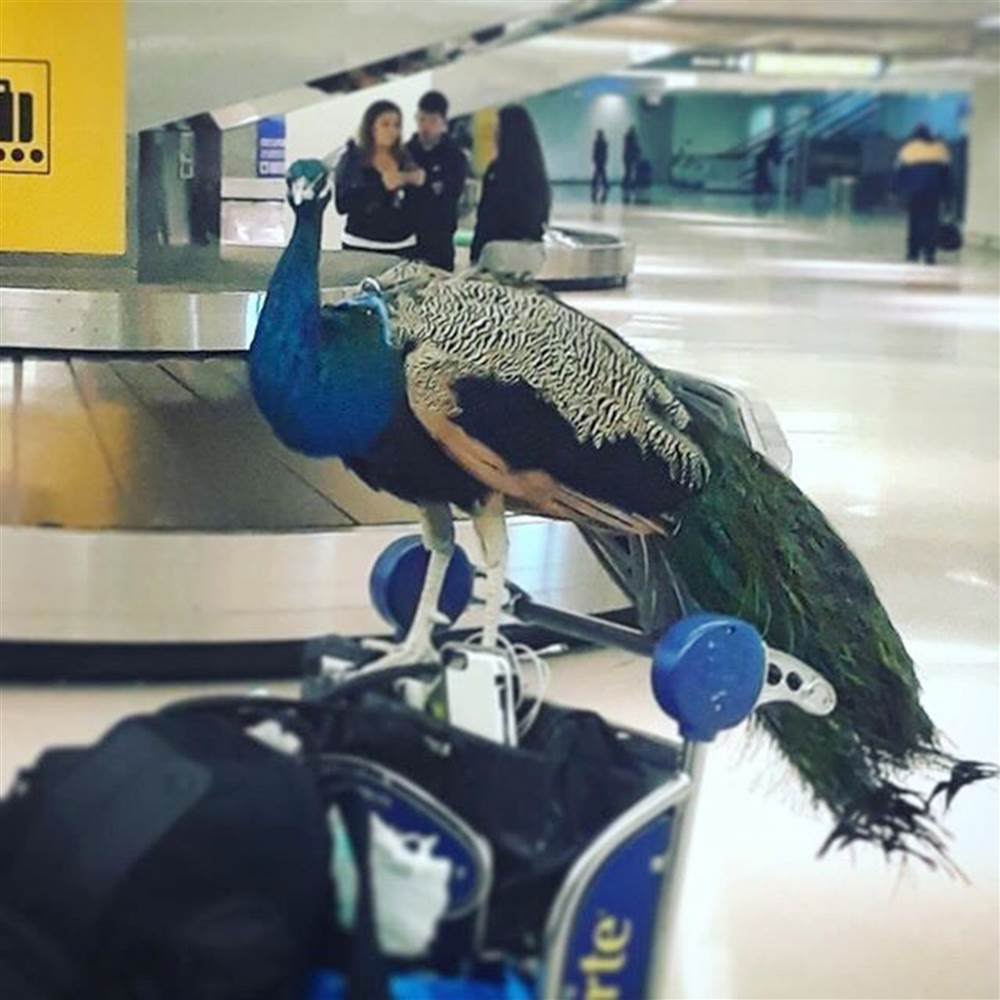 Emotional Support Peacock Memes Imgflip 3297