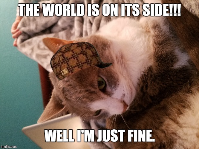 THE WORLD IS ON ITS SIDE!!! WELL I'M JUST FINE. | image tagged in cat | made w/ Imgflip meme maker