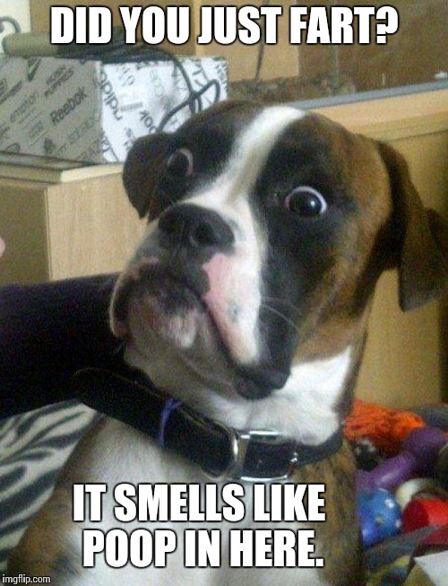 Did you just fart? | DID YOU JUST FART? IT SMELLS LIKE POOP IN HERE. | image tagged in blankie the shocked dog,did you just fart,farts,dogs,boxer dog | made w/ Imgflip meme maker