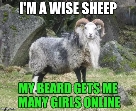 Wise Sheep
 | MY BEARD GETS ME MANY GIRLS ONLINE | image tagged in sheep,beard | made w/ Imgflip meme maker