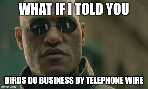 Matrix Morpheus | WHAT IF I TOLD YOU; BIRDS DO BUSINESS BY TELEPHONE WIRE | image tagged in memes,matrix morpheus | made w/ Imgflip meme maker