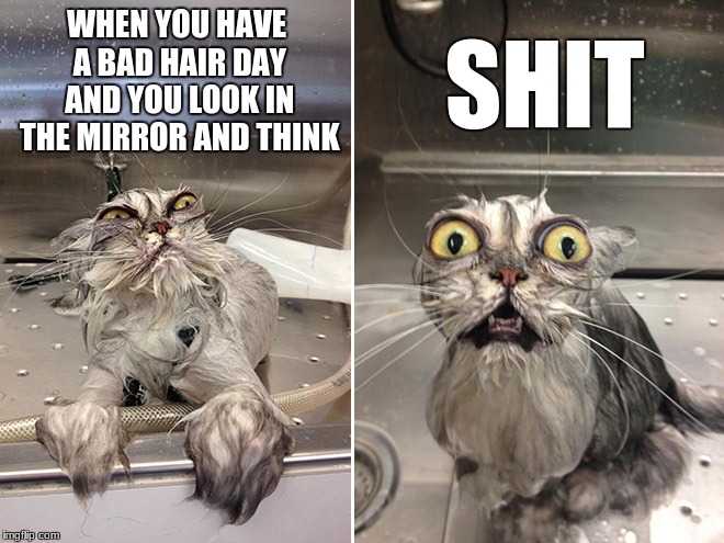 When you have a Bad Hair Day | WHEN YOU HAVE A BAD HAIR DAY AND YOU LOOK IN THE MIRROR AND THINK; SHIT | image tagged in cats | made w/ Imgflip meme maker