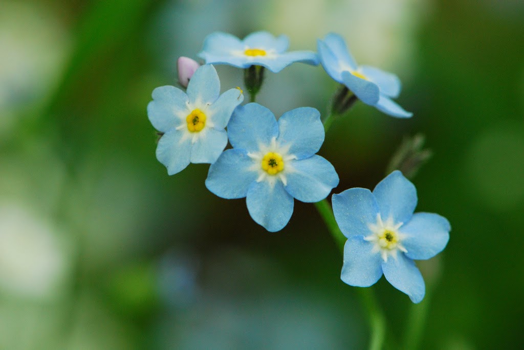 High Quality Forget me nots Blank Meme Template