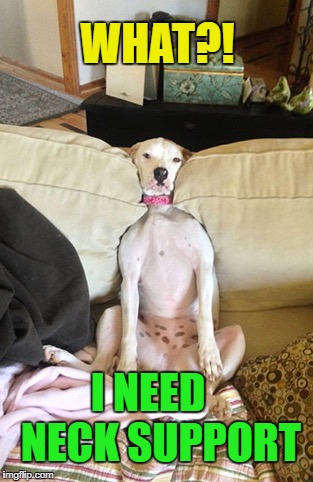 Doggie Cervical Support | WHAT?! I NEED   NECK SUPPORT | image tagged in dog,dogs,funny dogs | made w/ Imgflip meme maker