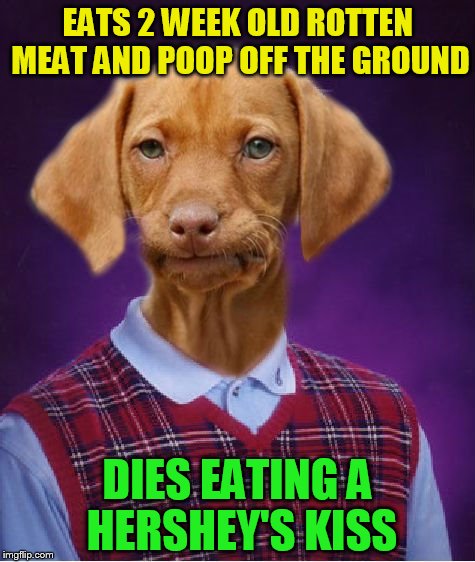 Bad Luck Raydog | EATS 2 WEEK OLD ROTTEN MEAT AND POOP OFF THE GROUND; DIES EATING A HERSHEY'S KISS | image tagged in bad luck raydog,memes,rotten meat,chocolate,hershey kiss,dogs can't eat chocolate | made w/ Imgflip meme maker