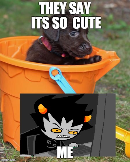 bucket dog | THEY SAY ITS SO  CUTE; ME | image tagged in funny,animal,dank,homestuck,lol,dog | made w/ Imgflip meme maker