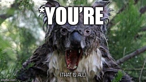 Grammar: A Dying Art | *YOU’RE; (THAT IS ALL) | image tagged in memes,angry koala,grammar,bad grammar and spelling memes | made w/ Imgflip meme maker